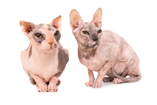 Dos gatos esfinge de pura raza que se sientan aislados en el fondo blanco. Foto de estudio de raza levkoy ucraniana