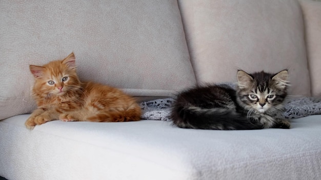 dos gatos están acostados en un sofá y uno es naranja y negro.