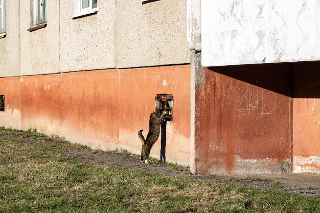 Dos gatos frente a un edificio en la ciudad