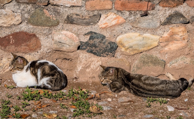 Dos gatos frente a un muro de piedra.