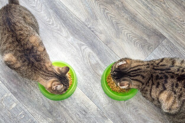 Dos gatos grises comen comida seca en el suelo Concepto de comida para gatos