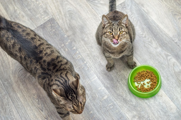 Dos gatos grises comen comida seca en el suelo Concepto de comida para gatos