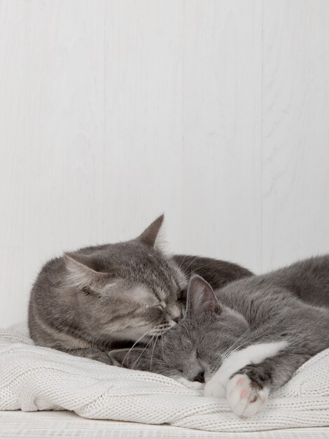 Dos gatos grises duermen juntos, se abrazan y se cuidan. Muestra ternura, recuéstate sobre un suéter de punto blanco suave.