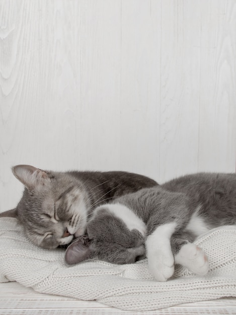 Dos gatos grises duermen juntos, se abrazan y se cuidan. Muestra ternura, recuéstate sobre un suéter de punto blanco suave.