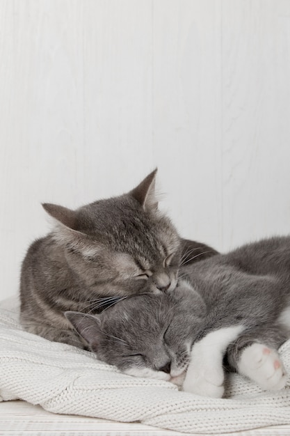 Dos gatos grises duermen juntos, se abrazan y se cuidan. Muestra ternura, recuéstate sobre un suéter de punto blanco suave.