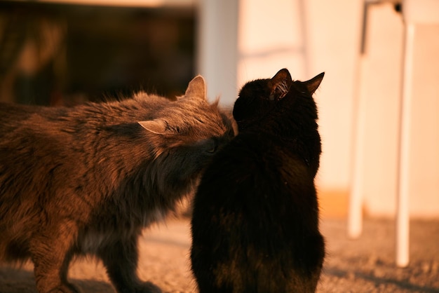 Dos gatos se huelen al aire libre Reunión de dos gatos boda de gatos