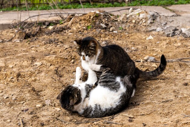 Dos gatos juegan y pelean en la arena del patio.