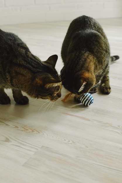 Dos gatos juegan a la pelota en el apartamento Foto vertical