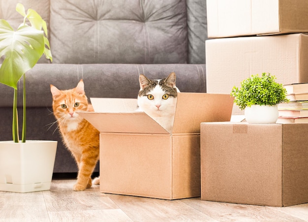 Dos gatos jugando en cajas de cartón, mudarse a una nueva casa.