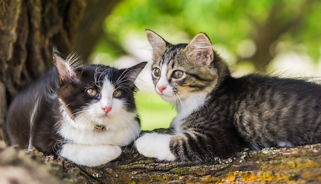 Dos gatos lindos que mienten en el árbol