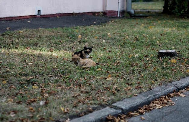 dos gatos lindos