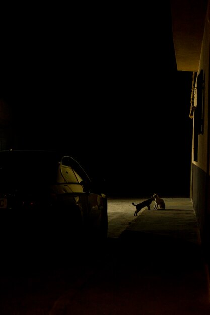 Foto dos gatos en la luz de la noche