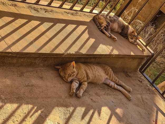 Dos gatos marrones descansando en la calle después de una mañana calurosa