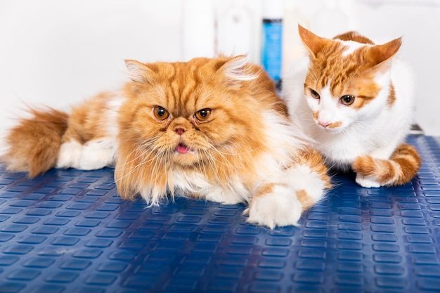 Dos gatos en la mesa de un veterinario.