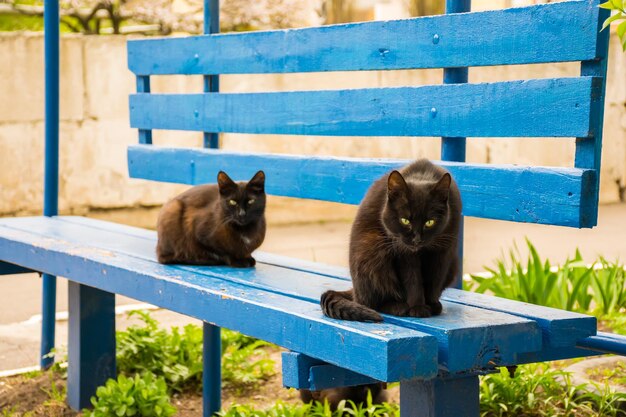 Dos gatos negros descansan en un banco de madera azul