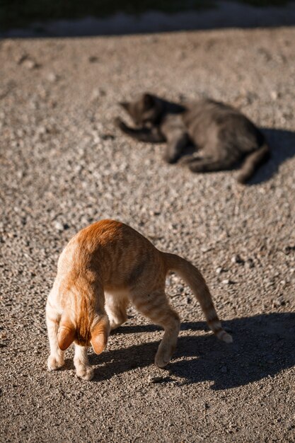 Dos gatos negros y rojos jugando entre sí bajo el sol.