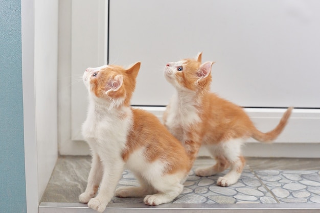 Dos gatos pelirrojos vieron algo interesante. Estilo de vida.