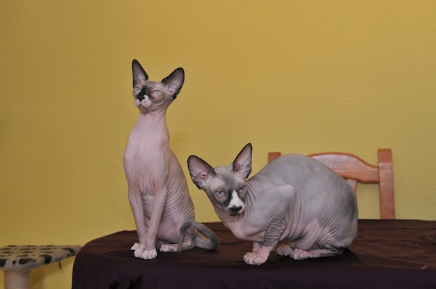 Dos gatos de pura raza Sphinx con mesa