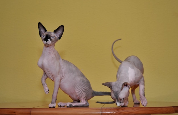 Dos gatos de pura raza Sphinx con mesa