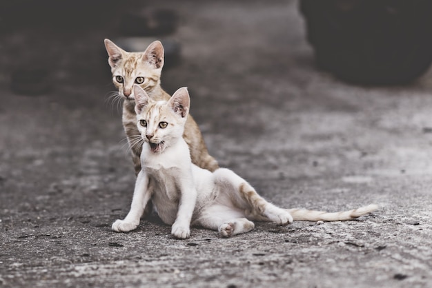 Dos gatos en una relación muy complicada. Dos gatos domésticos que se divierten juntos al aire libre.