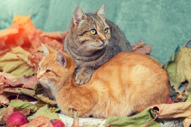 Dos gatos relajándose en las hojas caídas