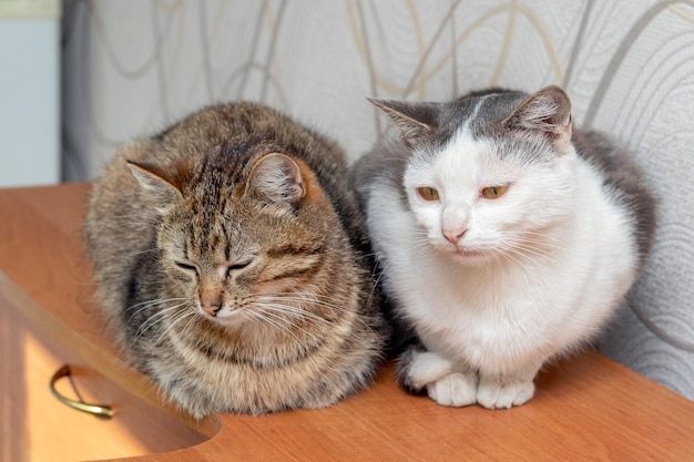 Dos gatos sentados en una habitación sobre una cómoda