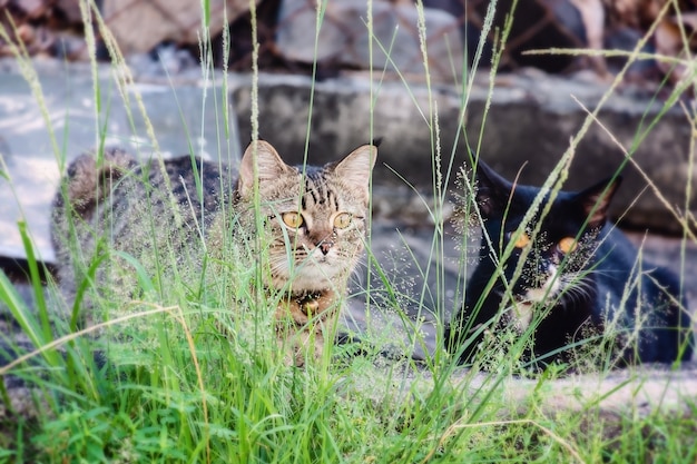 Dos gatos sentados en la hierba