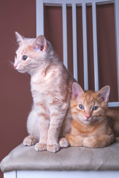 Dos gatos sentados en una silla