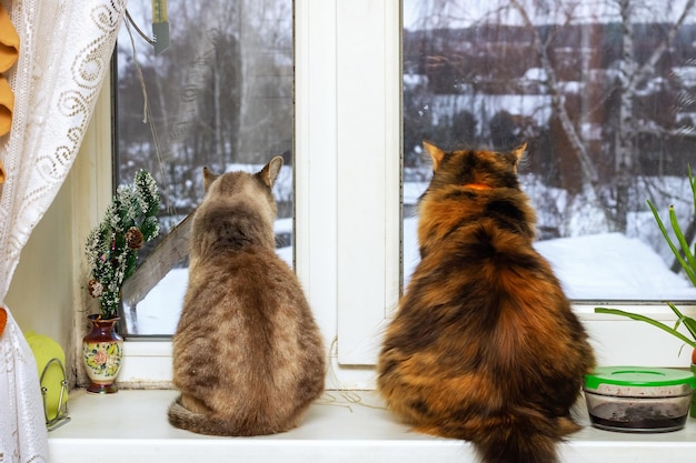 Dos gatos se sientan y miran por la ventana.