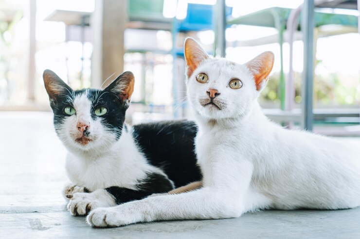 Dos gatos tendidos en el suelo