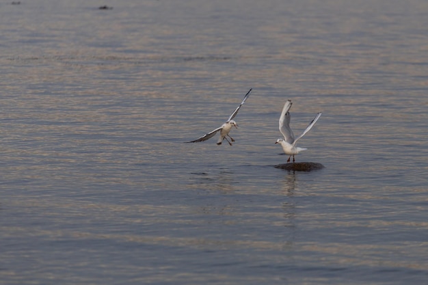 Dos gaviotas en las aguas poco profundas una vuela hacia la otra