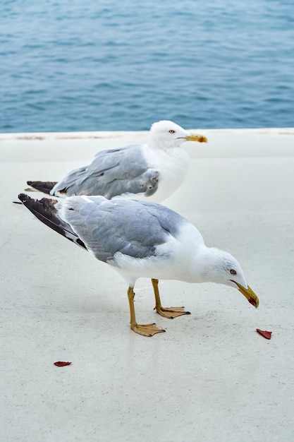 Dos gaviotas blancas pasean por el terraplén cerca del mar en calma y comen galletas