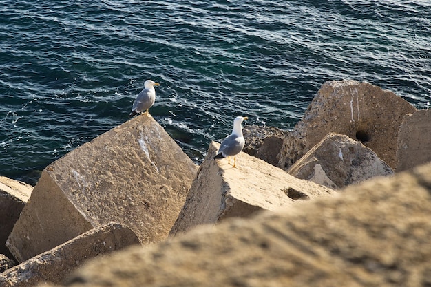 Dos gaviotas encaramadas en un rompeolas