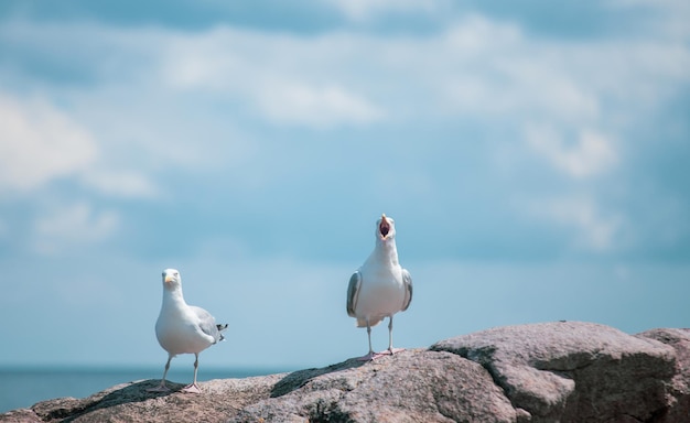 Dos gaviotas en Gudhjem de Bornholm, Dinamarca