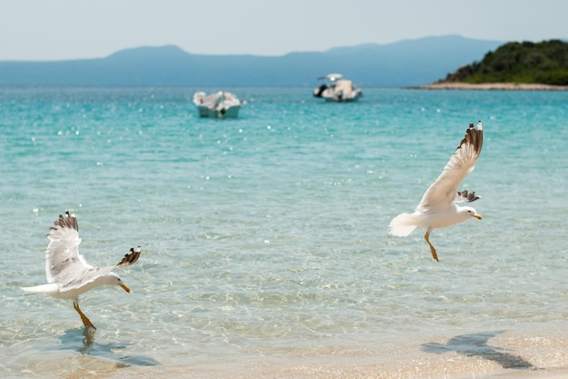 Dos gaviotas en la playa