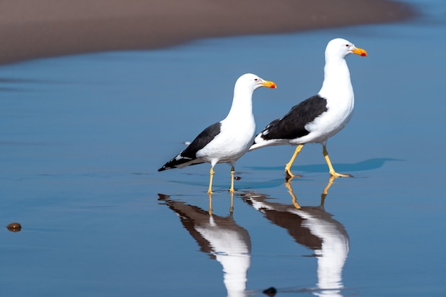 dos gaviotas en la playa