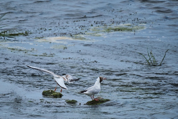 Dos gaviotas río sentado rocas