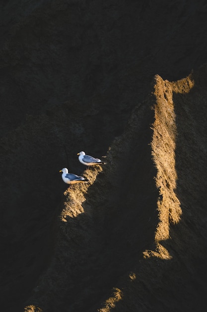 Dos gaviotas se sientan en un acantilado oscuro al atardecer