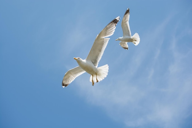 Dos gaviotas volando en un cielo