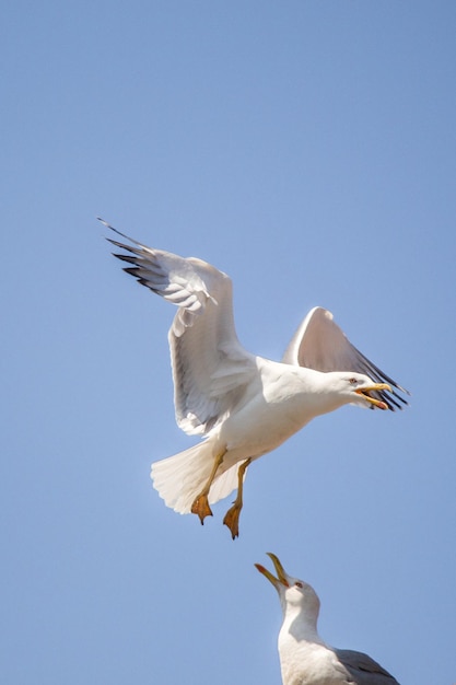 Dos gaviotas volando en un cielo