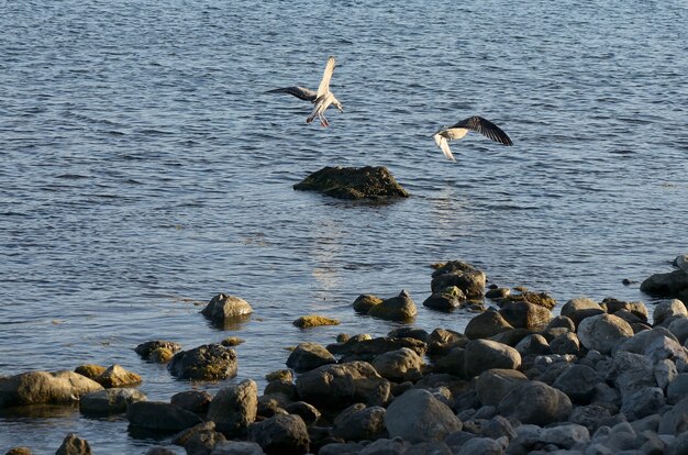 Dos gaviotas volando por la orilla del mar con piedras