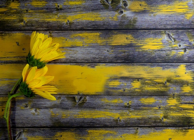 Dos girasoles amarillos apoyados en madera rústica