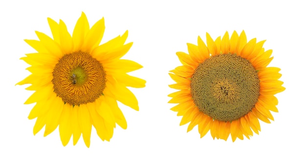 Dos girasoles sobre un fondo blanco cabezas aisladas de girasoles