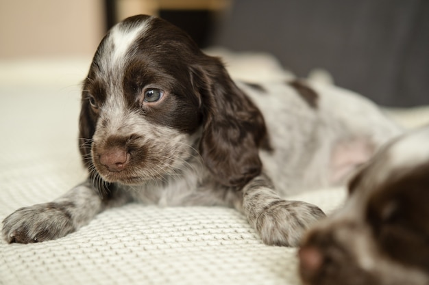 Dos gracioso lindo perro de perrito de ojos azules merle marrón ruso spaniel en el sofá. cuidado de mascotas y concepto amigable. bebé.