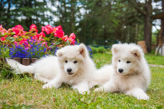 Dos graciosos cachorros samoyedo perros en el jardín sobre la hierba verde con flores