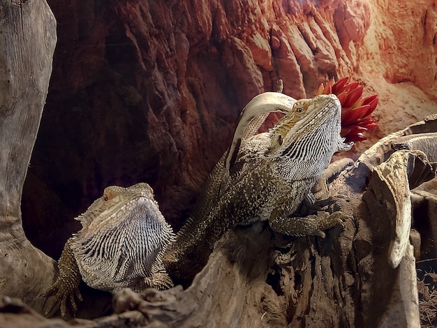 Dos grandes de aspecto gris verdoso Pogona barbata se colocan sobre piedras en un terrario