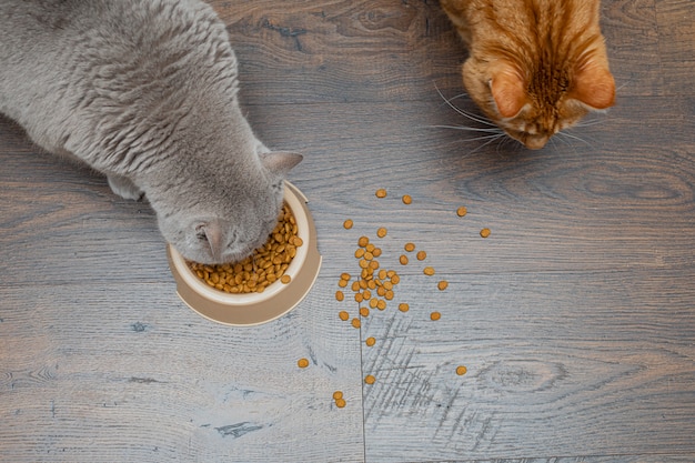 Dos grandes felinos grises y rojos comen comida seca para gatos de un tazón. Copyspace