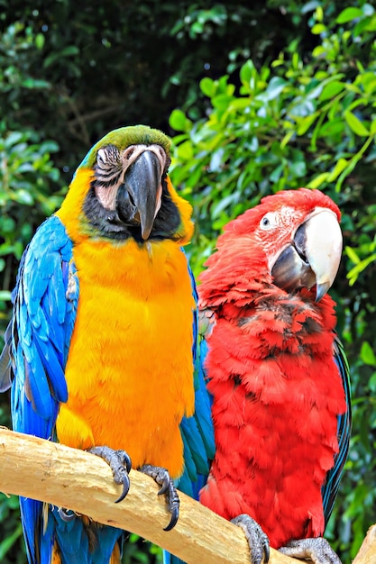 Dos grandes loros coloridos sentados en una rama