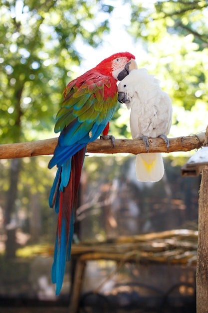 Dos grandes loros exóticos de colores brillantes están sentados en una rama gruesa con el telón de fondo de tre