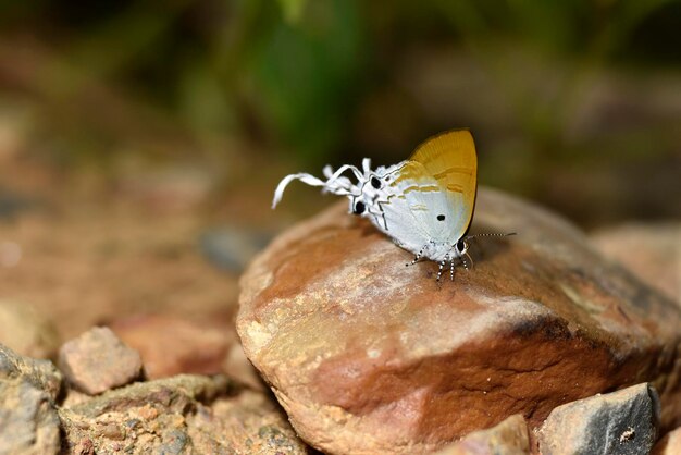 Dos grandes ojos de engaño de una mariposa en brote